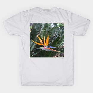 Bird of Paradise - colourful plant design T-Shirt